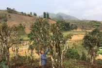 "Kho báu" chè Shan tuyết cổ thụ 70 tuổi nơi vùng cao bản Suối Lìn