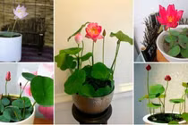 Sen "chân dài" đẹp long lanh, có tiền cũng khó kiếm