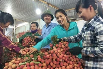 Đủ dịch vụ ăn theo mùa vải thiều: "Lái mồm" cũng kiếm bộn tiền