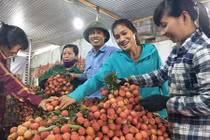 Đủ dịch vụ ăn theo mùa vải thiều: "Lái mồm" cũng kiếm bộn tiền