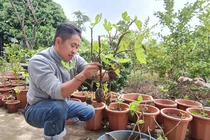 Bỏ 250.000 đồng mua cây này về trồng, sau 5 năm thu về trăm triệu/năm