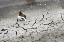 Video: Chồn nâu bạch tạng quần chiến dữ dội với chuột xạ hương