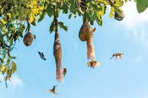 Kỳ lạ loài chim tự làm những chiếc tổ dấu hỏi đẹp như kiến trúc sư