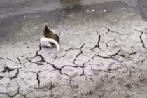 Video: Chồn nâu bạch tạng quần chiến dữ dội với chuột xạ hương