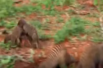 Video: Lạc vào 'lãnh địa tử thần', rắn độc bị đàn cầy Mangut xé thịt đến chết