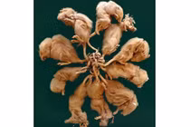 Hiện tượng "vua chuột": Bí ẩn kinh dị và nỗi ám ảnh