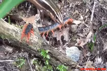 Video: Thằn lằn bóng hạ gục rết khổng lồ rồi nuốt chửng