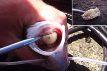Cận cảnh gắp “quái vật” chuyên ăn lưỡi nạn nhân