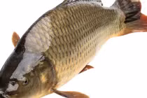 Đi chợ mua cá nhớ nhìn kĩ điểm này để chọn đúng con cá tươi ngon