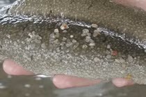 Nuôi "thần dược của biển cả", chả phải cho ăn mà lời 200-300 triệu/ha