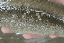 Nuôi "thần dược của biển cả", chả phải cho ăn mà lời 200-300 triệu/ha