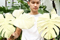 Trăm triệu đến nửa tỷ đồng 1 chiếc lá cảnh