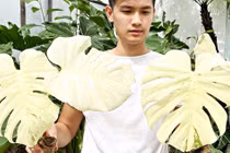 Trăm triệu đến nửa tỷ đồng 1 chiếc lá cảnh