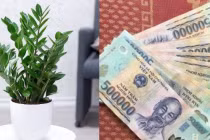 4 loại cây phong thủy nghe tên đã thấy giàu