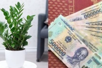 4 loại cây phong thủy nghe tên đã thấy giàu