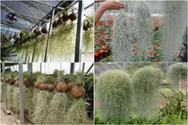 Cây lạ treo ngược vẫn sống có công dụng đặc biệt bán 'hốt bạc'