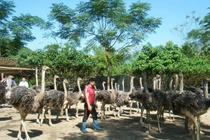 Nông dân Hà Giang nuôi đà điểu lãi lớn, thu nhập gây kinh ngạc 