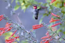 3 con giáp tài lộc rủng rỉnh, tình duyên đỏ thắm trong tháng 9/2021