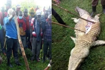 Dân làng lùng giết rồi mổ bụng cá sấu đòi xác