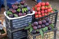 Cứ tưởng vớ được mận Sa Pa giá rẻ, hóa ra "rước" phải mận Tàu