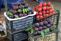 Cứ tưởng vớ được mận Sa Pa giá rẻ, hóa ra "rước" phải mận Tàu
