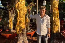 Chơi ngông dát vàng lên cây đang sống: "Không ai làm thế"