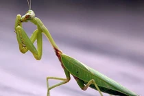 Video: Những “quái vật” cụt đầu vẫn có khả năng tấn công kẻ thù