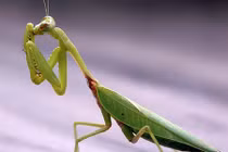 Video: Những “quái vật” cụt đầu vẫn có khả năng tấn công kẻ thù