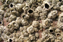 Video: Món ngon từ con hà có vẻ ngoài kỳ dị