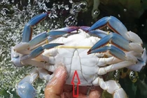 Bật mí cách chọn ghẹ tươi ngon, nhiều thịt cực chuẩn