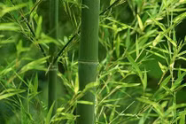 Thực hư bài thuốc “thần dược” chữa sốt xuất huyết từ lá tre