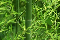 Thực hư bài thuốc “thần dược” chữa sốt xuất huyết từ lá tre