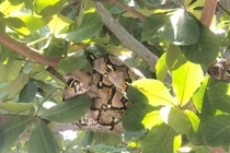 Trăn gấm quý hiếm xuất hiện trong sân trường ở Quảng Nam