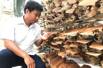 Trồng nấm công nghệ cao, anh kỹ sư điện thu 2 tỷ mỗi năm
