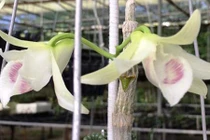 Sự thật về giò lan Giã Hạc 7 tỷ đồng