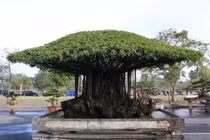 Cây sanh cổ Nhất tọa kinh thiên có giá lên đến 11 tỷ đồng