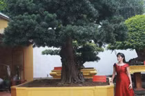 Chiêm ngưỡng cây tùng cổ dáng lạ được định giá 1 triệu USD