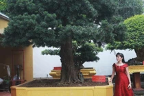 Chiêm ngưỡng cây tùng cổ dáng lạ được định giá 1 triệu USD