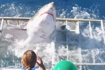 Video: Thót tim khi cá mập lao qua lồng có thợ lặn ở bên trong