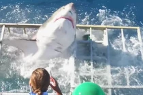 Video: Thót tim khi cá mập lao qua lồng có thợ lặn ở bên trong