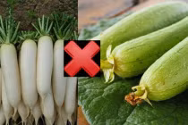 2 loại thực phẩm chớ dại kết hợp cùng mướp kẻo hối không kịp