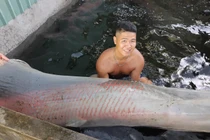 Nuôi toàn cá khổng lồ, người đàn ông ở Tiền Giang thu về 3 tỷ đồng/năm