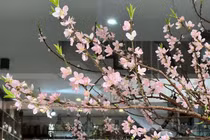 Đào rừng ồ ạt xuống phố sớm, giá rẻ chưa từng có