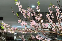 Đào rừng ồ ạt xuống phố sớm, giá rẻ chưa từng có