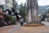 Lạ kỳ: "Cụ" cây dầu 300 tuổi chết rồi mà cứ như đang sống