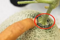 3 bí quyết chọn dưa lưới tươi ngon, ngọt lịm, giòn thơm