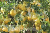 Bưởi vàng rực quả, giá hàng chục triệu đồng hút khách dịp Tết