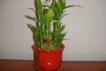 Hãy vứt ngay đồ vật này ra khỏi nhà kẻo gia đình ngày càng lụi bại