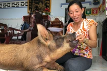 Chuyện lạ miền Tây: Chú heo thích ăn kẹo