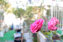 Đưa vợ đi ăn, hốt hoảng thấy nhân tình ngồi bàn kế bên